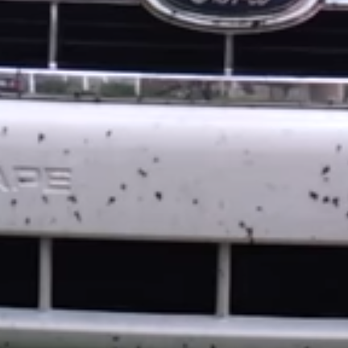 Whistle Express Car Wash - Crap ton of bugs still left not worth the $20 - Car Wash Near Me - Melbourne, Florida Whistle Express Car Wash - Crap ton of bugs still left not worth the $20 - Car Wash Near Me - Melbourne, Florida