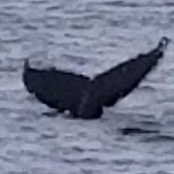 American Princess Cruises - The tail of a Humpback Whale after it came up and went back down in the water. - Boat Charters Near Me - Brooklyn, New York