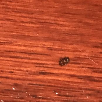 Red Lobster - This is the bug that rolled out of our silverware. - Seafood Near Me - Fairfax, Virginia Red Lobster - This is the bug that rolled out of our silverware. - Seafood Near Me - Fairfax, Virginia