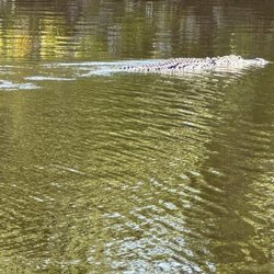 Wilderness Boat Tours - 13 foot gator crossing the river in front of us