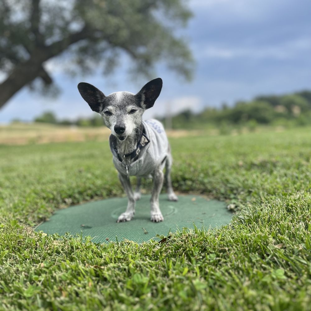 Smokin' Barrel Winery -  dog standing on a mat - Wineries Near Me - Lincoln, California