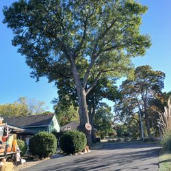 Hunters Lawn Care & Tree Service