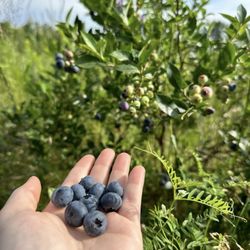 Smith’s U-Pick Blueberries - Picking Blueberries