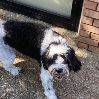 BrownDog Lodge - Germantown - Smiling after being boarded for 8 days! - Pet Boarding Near Me - Cordova, Tennessee