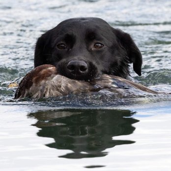 Chilbrook Kennels - Pet Training Near Me Chilbrook Kennels - Pet Training Near Me
