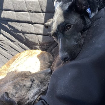 Elite K9 Training Ranch - Morgan and Joey - calm and relaxed in the car on our way to training class! - Pet Training Near Me