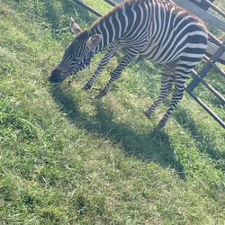 D & D Pony Rides/Petting Zoo - Zinbad enjoying the green grass