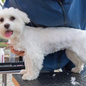 Carmona's Dog Grooming - #dogs #dogsnewyork #petgrooming #doggrooming #peluqueriacanina - Pet Groomers Near Me - New York, New York Carmona's Dog Grooming - #dogs #dogsnewyork #petgrooming #doggrooming #peluqueriacanina - Pet Groomers Near Me - New York, New York