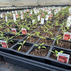 Cooper’s Greenhouse - Tomato plants