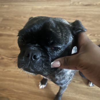PetSuites Norcross - Condition of my pet after being in PetSuites Norcross care. - Pet Groomers Near Me - Norcross, Georgia
