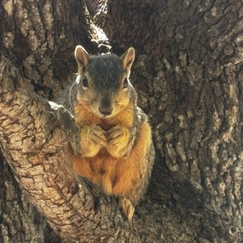 Lake Balboa/Anthony C. Beilenson Park - Squirrel eating a nut - Parks Near Me - Van Nuys, California Lake Balboa/Anthony C. Beilenson Park - Squirrel eating a nut - Parks Near Me - Van Nuys, California