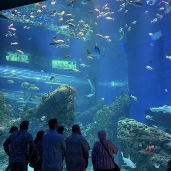 Mississippi Aquarium - Aquariums Near Me - Gulfport, Mississippi