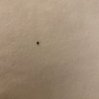 Kings Inn San Diego - Bedbugs - San Diego, CA