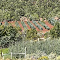 McCoy Tree Farm