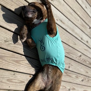 Elsie's Pet Palace - Gracie soliciting belly rubs wearing her custom Elsie's Pet Palace gear - Pet Transportation Near Me Elsie's Pet Palace - Gracie soliciting belly rubs wearing her custom Elsie's Pet Palace gear - Pet Transportation Near Me