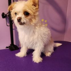 Hopie Dee's Dog Salon - Before