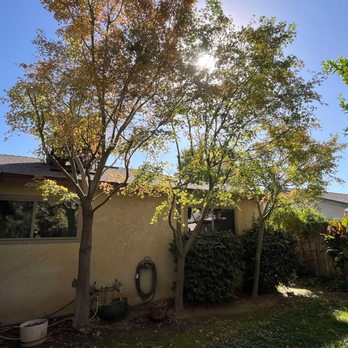 D Pro Tree Service - Tree Services Near Me - Fresno, California
