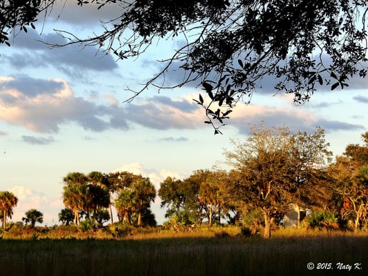 Kissimmee Prairie Preserve State Park by null