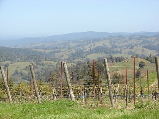 Hirsch Vineyards Tasting Room by null