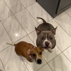 Petmobile Pet Hospital - Y'all tell me wtf wrong w his left eye