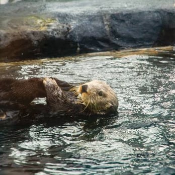 Seattle Aquarium - Aquariums Near Me - Seattle, Washington Seattle Aquarium - Aquariums Near Me - Seattle, Washington