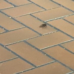 Cracker Barrel Old Country Store - A nasty roach that was crawling into the kitchen after it was crawling on me