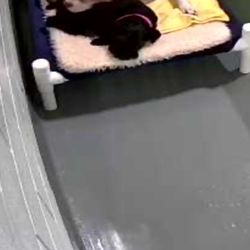 PetSuites San Antonio Airport - Our babies snuggled in for the night during their stay.