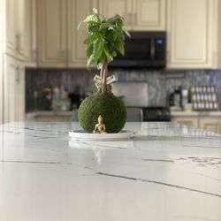 Kubode - My first bonsai money tree.