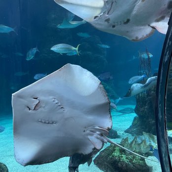 Downtown Aquarium - Museums Near Me - Denver, Colorado Downtown Aquarium - Museums Near Me - Denver, Colorado