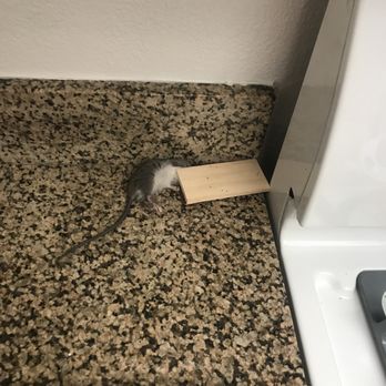 Turtle Rock Vista Apartment Homes - Rat # 2 - Apartments Near Me - Irvine, California Turtle Rock Vista Apartment Homes - Rat # 2 - Apartments Near Me - Irvine, California