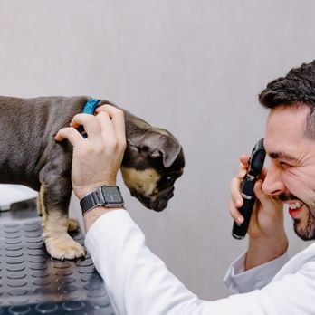 Goodvets - Veterinarians Near Me - Wesley Chapel, Florida Goodvets - Veterinarians Near Me - Wesley Chapel, Florida