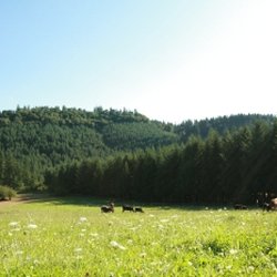 Basket Flat Ranch - Grazing fields! Beef salad bar!!