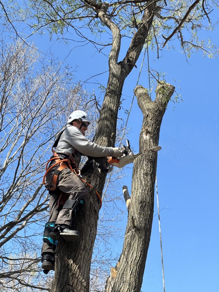 Pinocchio - tree service in Sioux Falls, SD