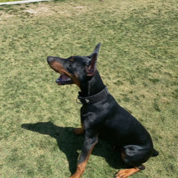 Hochburg K9 - Pet Training Near Me