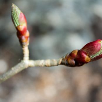 Lost Maples State Park - Ready to flower! - Parks Near Me - Vanderpool, Texas