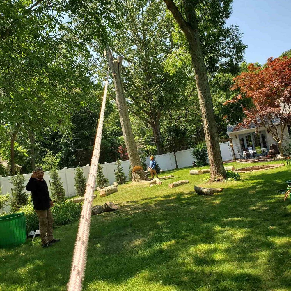 BAMBOO REMOVAL BY JOSE BENITEZ Updated August 2024 Wyandanch, New