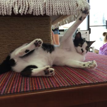 PHX Cat Cafe - Pet Adoption Near Me - Phoenix, Arizona