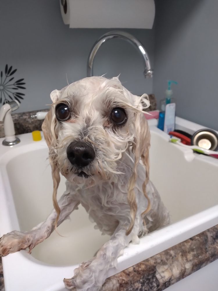 THE DOG HOUSE HOUSE CALL GROOMING Updated August 2024 10 Photos