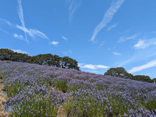 Monte-Bellaria di California by null