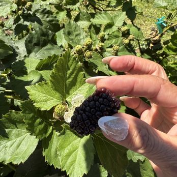 Starkey Market - Blackberry - Coffee & Tea Near Me - Trinity, Florida