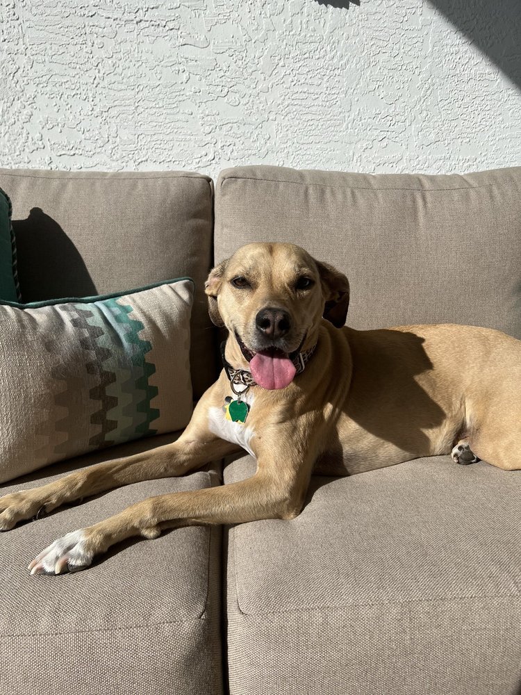 Shores Animal Clinic Image