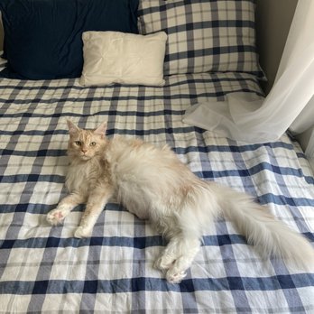 Happy Cat Hotel & Spa - Pet Boarding Near Me - Alexandria, Virginia Happy Cat Hotel & Spa - Pet Boarding Near Me - Alexandria, Virginia