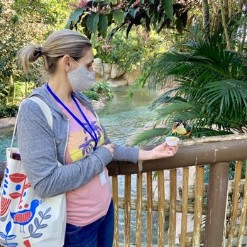 Discovery Cove - Aviary - Amusement Parks Near Me - Orlando, Florida