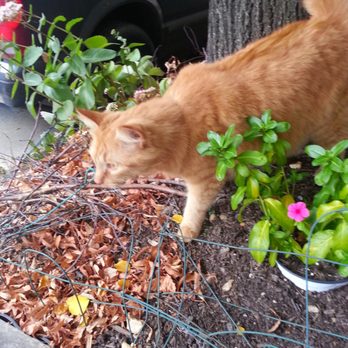 Saratoga Trunk - Zak, the shop cat, making sure the flower beds are in tip top shape! - Antiques Near Me - Baltimore, Maryland Saratoga Trunk - Zak, the shop cat, making sure the flower beds are in tip top shape! - Antiques Near Me - Baltimore, Maryland