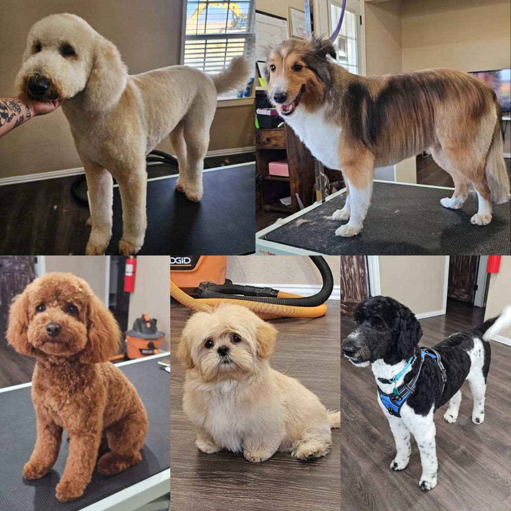 Ruff Country Kennels & Grooming - pet boarding facility in Joshua, TX