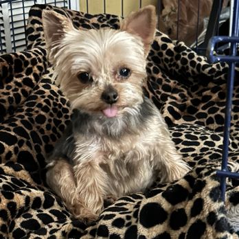 Nashville Pet Crematory - Pumpkin - Pet Cremation Services Near Me - Nashville, Tennessee Nashville Pet Crematory - Pumpkin - Pet Cremation Services Near Me - Nashville, Tennessee