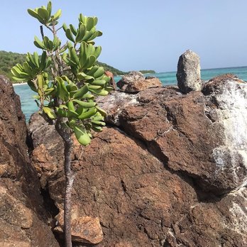 Culebrita Beach - Beaches Near Me - Culebritas, Puerto Rico