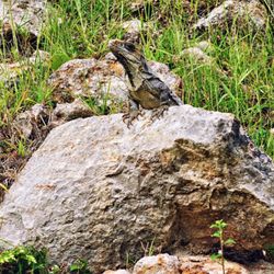 Zona Arqueológica de Uxmal - Geko World (10/2024)