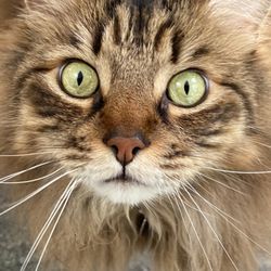 The Friendly Pet Sitter