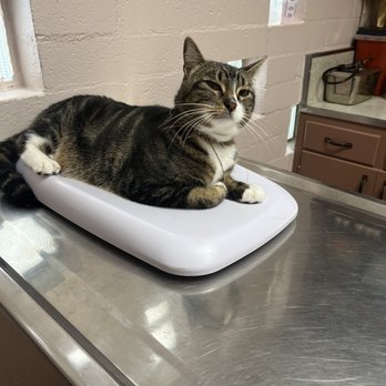 Granada Veterinary Clinic - He got comfy at the vets - first time ever! - Veterinarians Near Me - Mission Hills, California Granada Veterinary Clinic - He got comfy at the vets - first time ever! - Veterinarians Near Me - Mission Hills, California